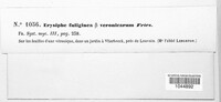 Podosphaera fuliginea image